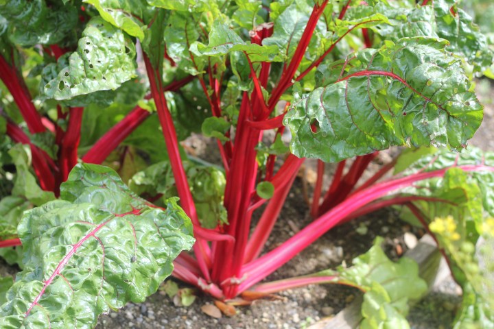 Rhubarb