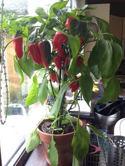 chilliplant